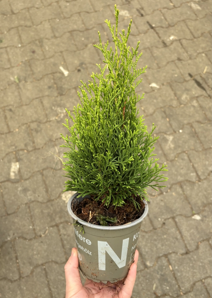 Koniferen-Mix, 12 cm Topf, 8 Pflanzen - Gallerie Bild 2