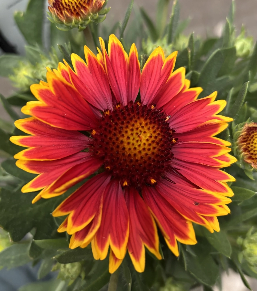 Winterharte Kokardenblume 'Gaillardia Aristata', 19 cm Topf - Gallerie Bild 2