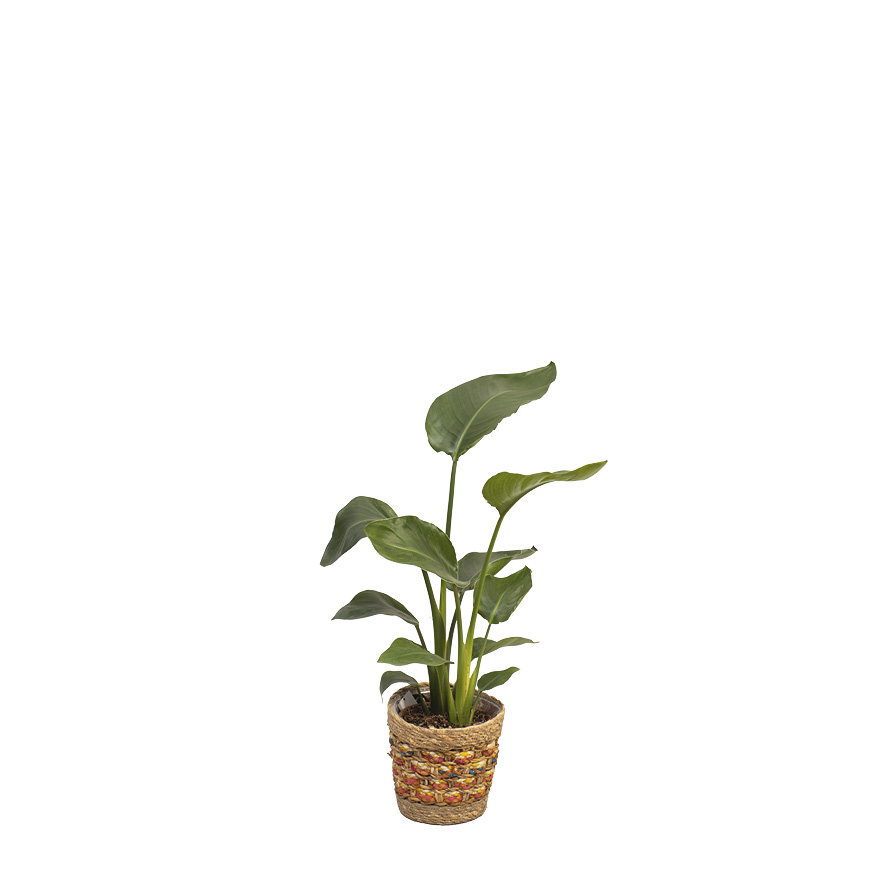 vanille variegata Orchid Vanilla planifolia variegata