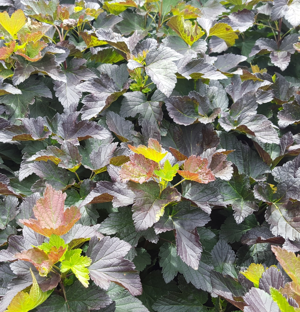 Schwarze Johannisbeere 'Ribes nigrum Black'n'Red® Premiere®', 4 L Topf Cover