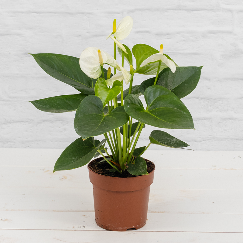 anthurium villenaorum x luxurians Anthurium luxurians (seedling) — Ecuagenera Orquídeas del Ecuador main image 1