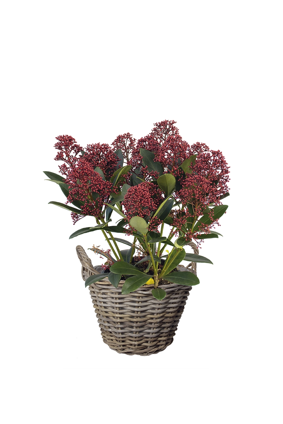 Skimmie 'Rubella', 15 cm Topf Cover