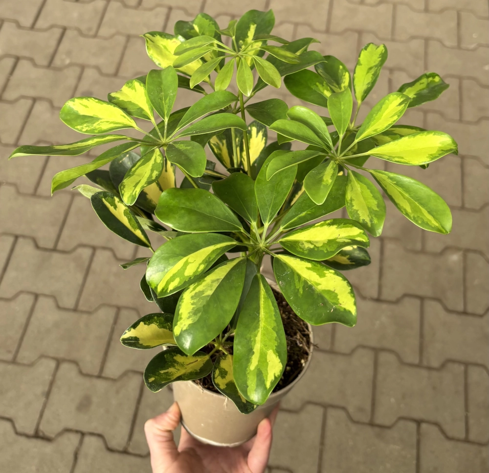 Strahlenaralie 'Schefflera Gold Capella', 13 cm Topf Cover