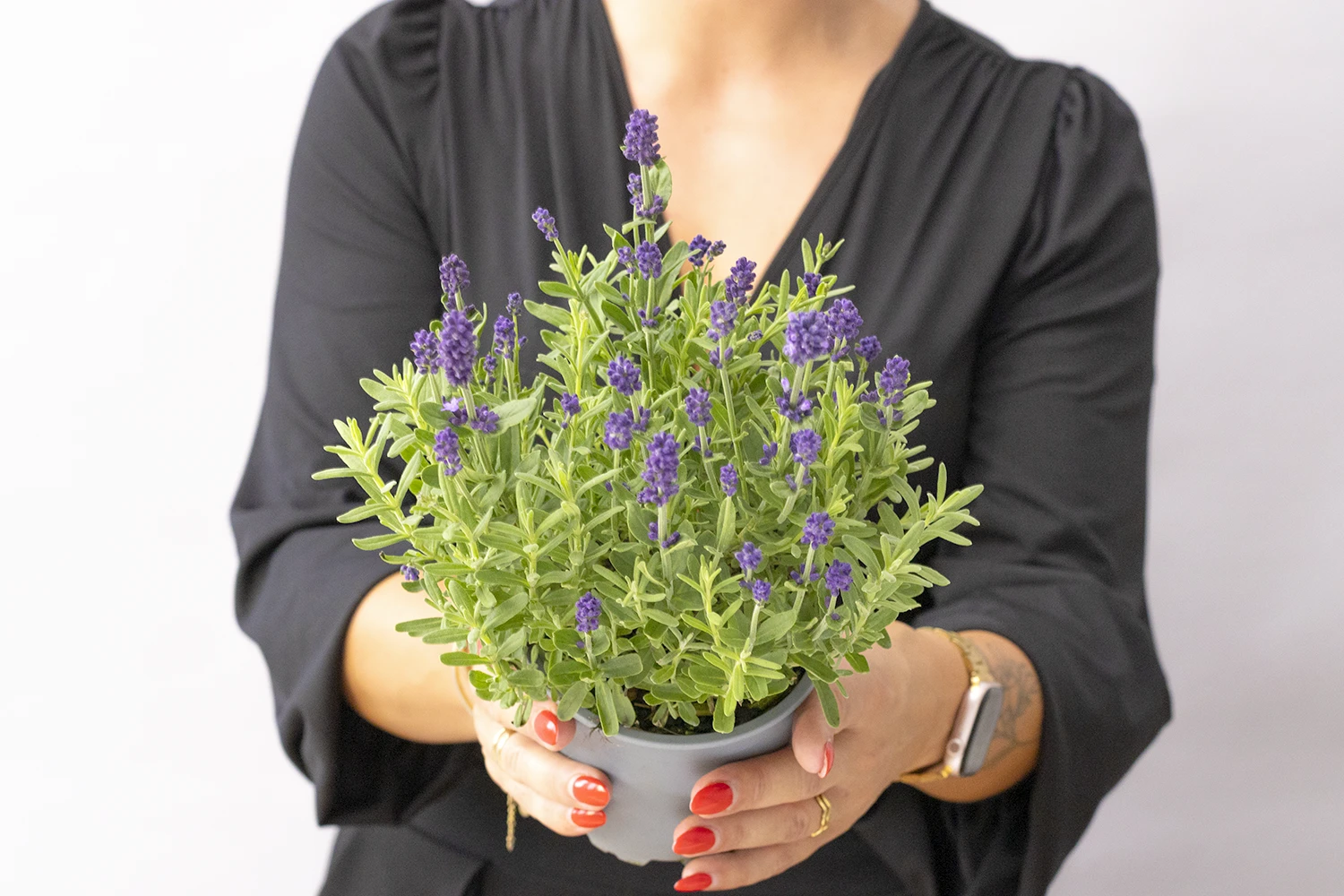 Echter Lavendel 'Lavandula angustifolia', 13 cm Topf - Gallerie Bild 2
