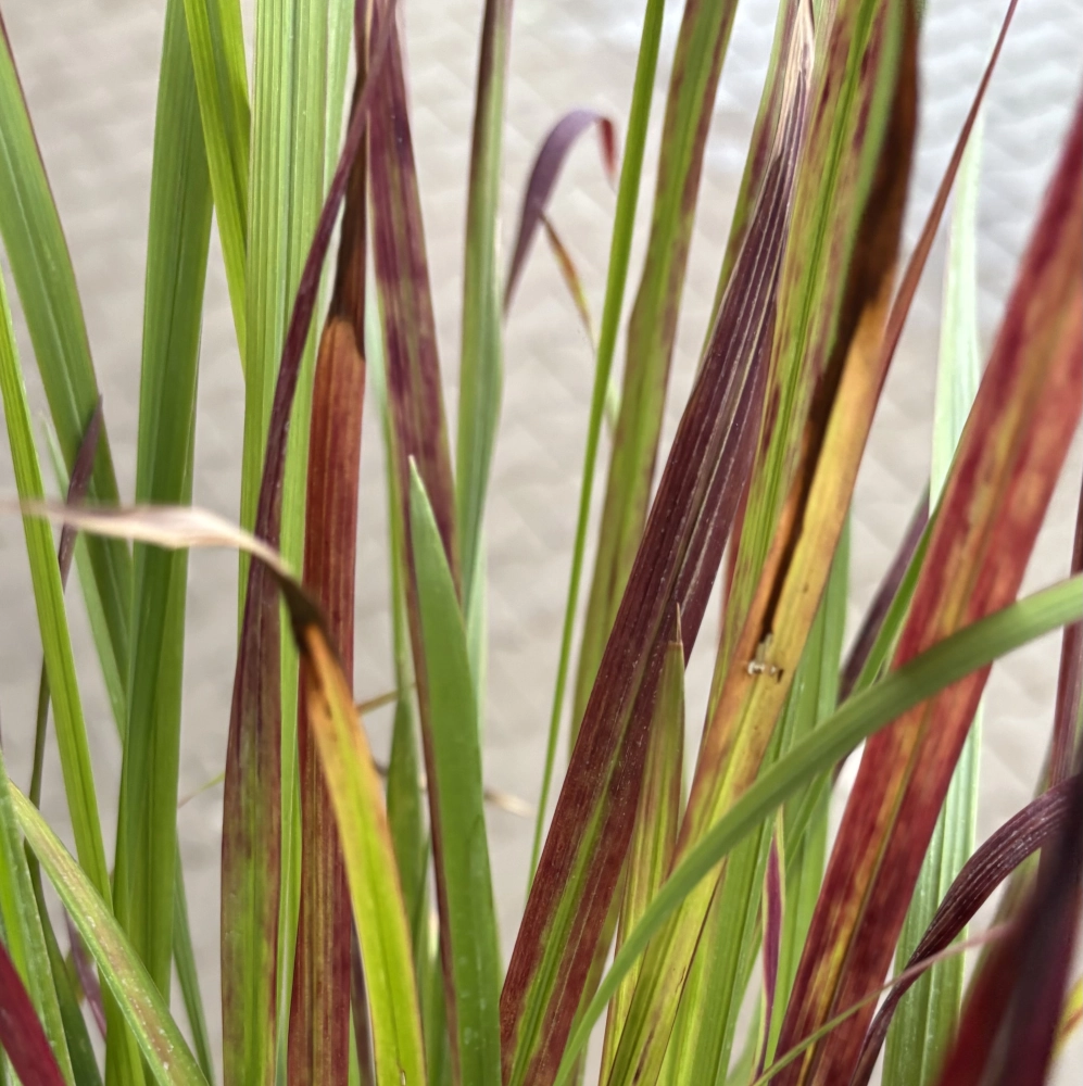Japanisches Blutgras 'Red Baron', 17 cm Topf - Gallerie Bild 2