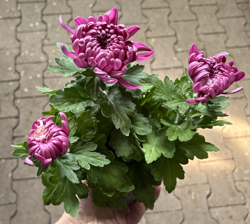 Deko-Chrysantheme, pink, 12/13 cm Topf - Gallerie Bild 2