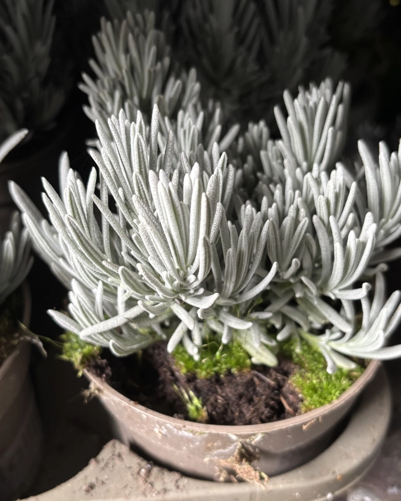 Lavendel 'Grappenhall', 13 cm Topf - Gallerie Bild 3