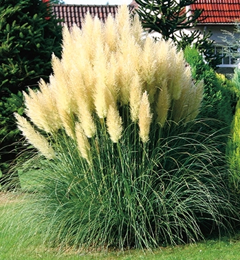 Grser kaufen - Blumen Risse
