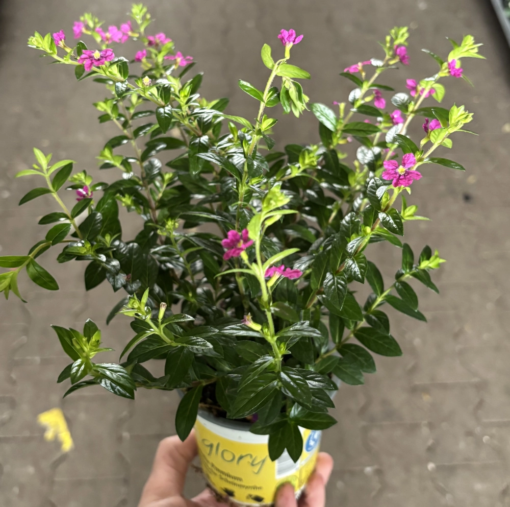 Japanische Scheinmyrthe 'Cuphea Flory Glory' Cover