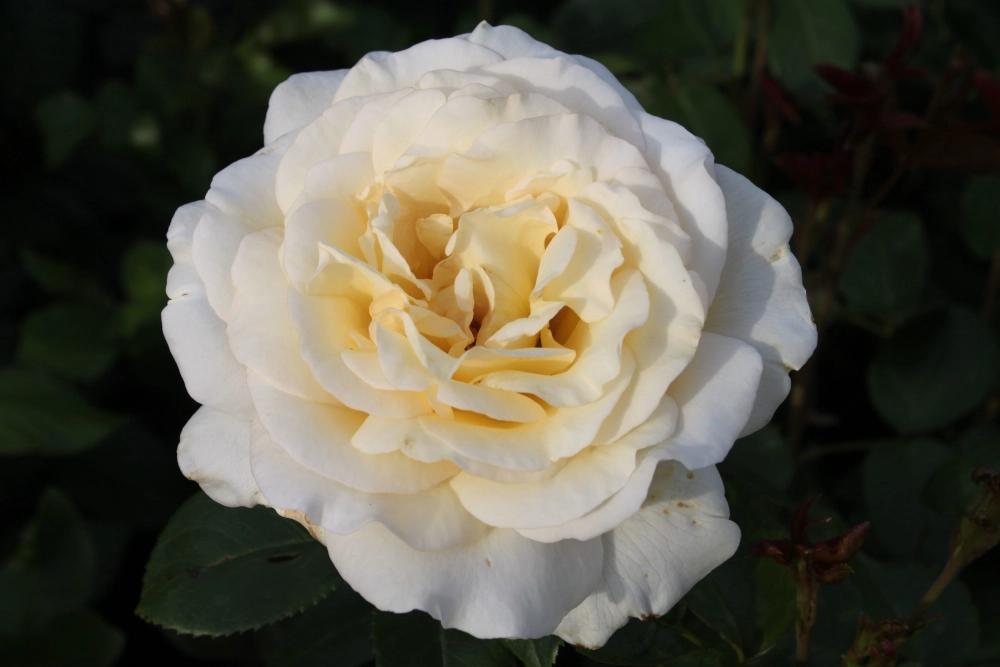 Edelrose 'Anastasia®', 30 bis 60 cm Höhe, apricot-creme Cover