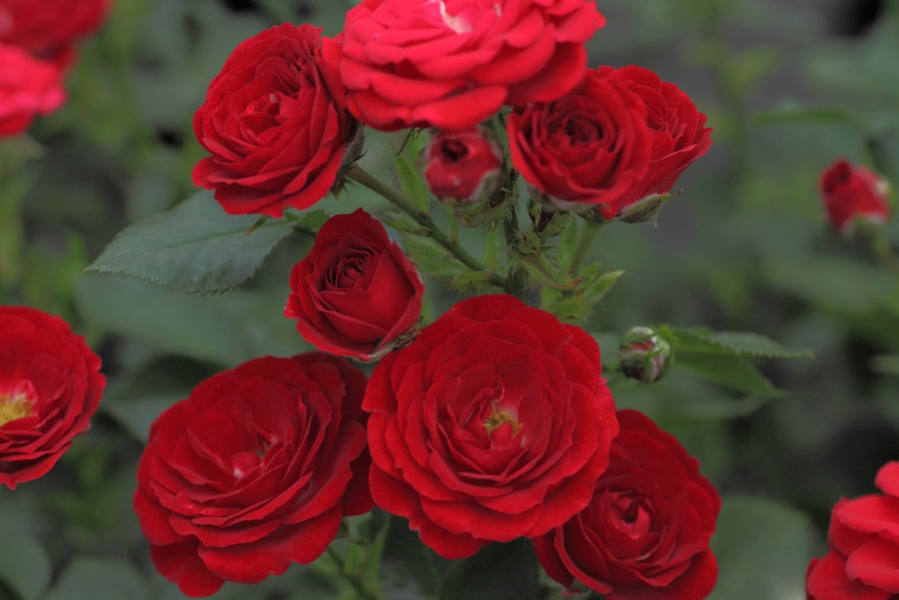 Zwergrose 'Mandy®', 4 Liter Topf, rot Cover