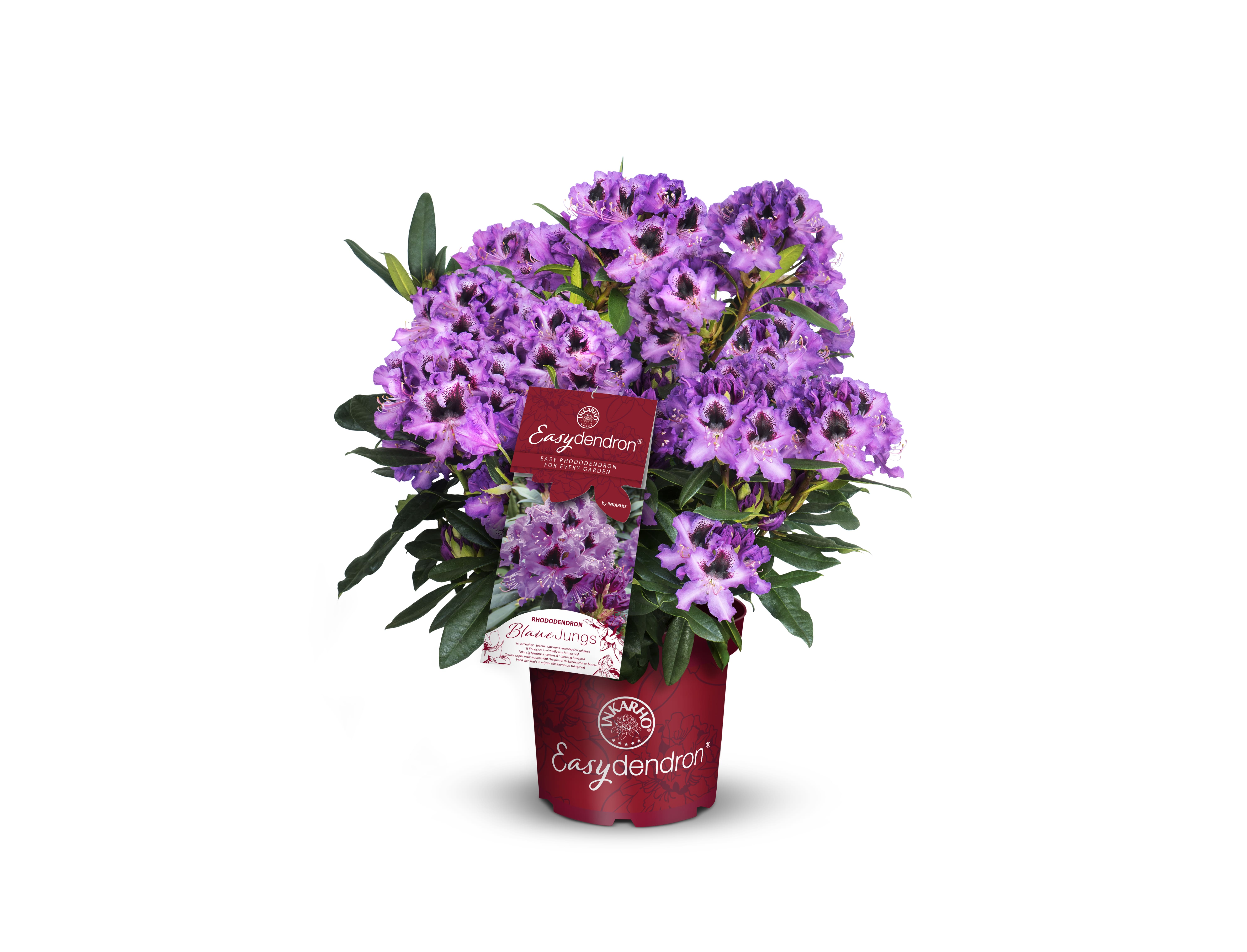 Rhododendron online kaufen - Blumen Risse