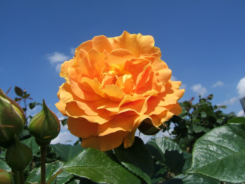 Beetrose 'Goldelse®', 30 bis 60 cm Höhe, dunkelorange Cover