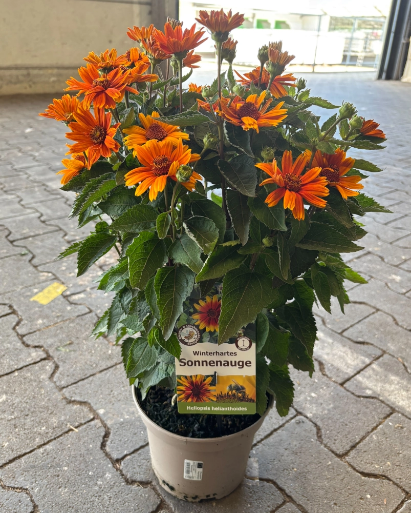 Winterhartes Sonnenauge 'Heliopsis Helianthoides', gelb-orange - Gallerie Bild 2