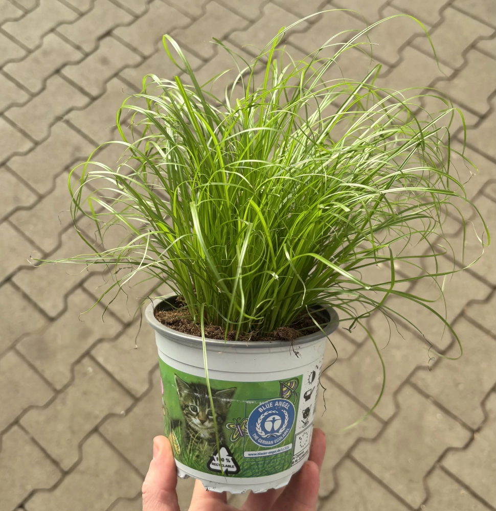 Katzengras 'Zumula', 12 cm Topf Cover