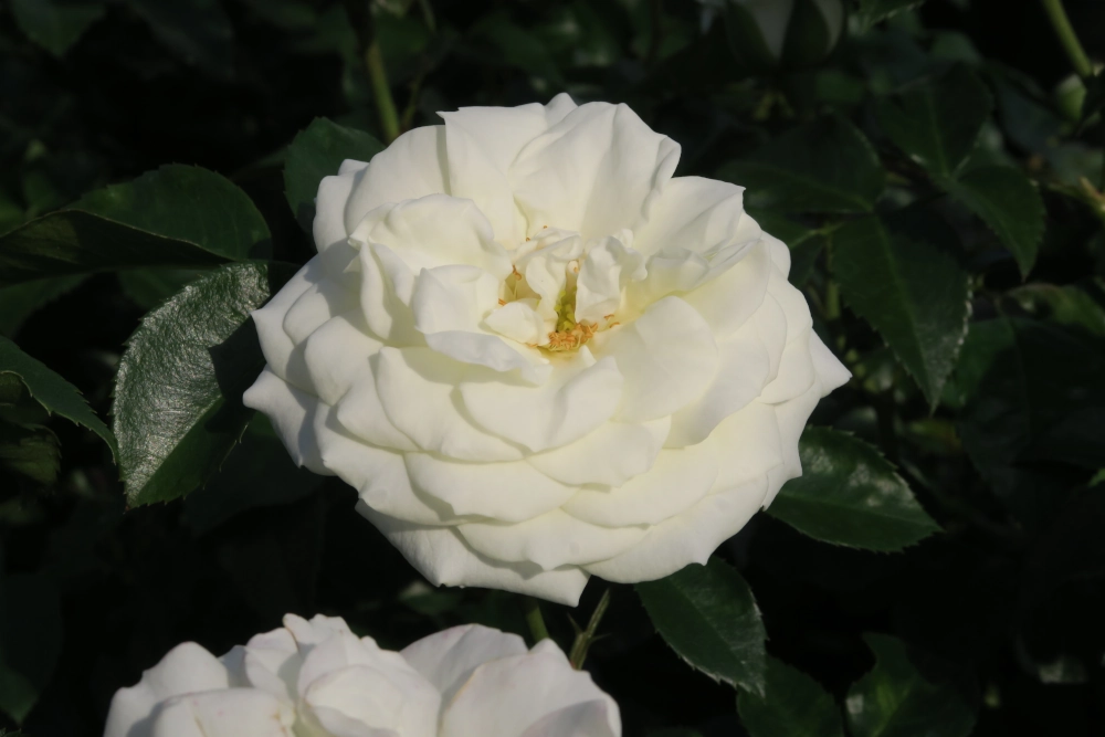 Beetrose 'Alabaster®', 30 bis 60 cm Höhe, weiß Cover