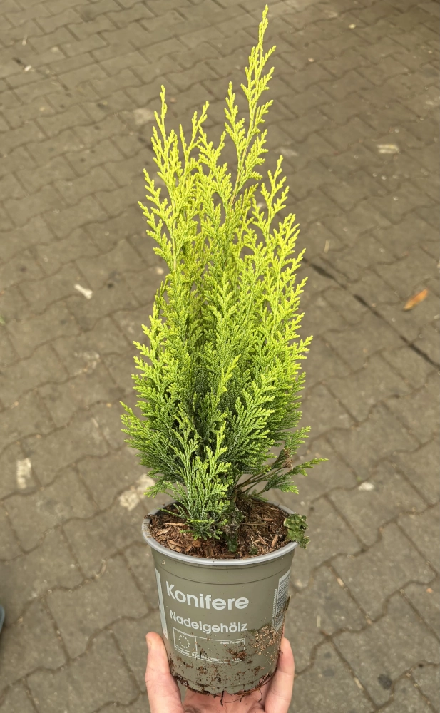 Koniferen-Mix, 12 cm Topf, 8 Pflanzen - Gallerie Bild 5