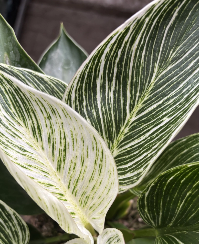 Baumfreund 'Philodendron 'White Measure/Zebra', 13 cm Topf - Gallerie Bild 3