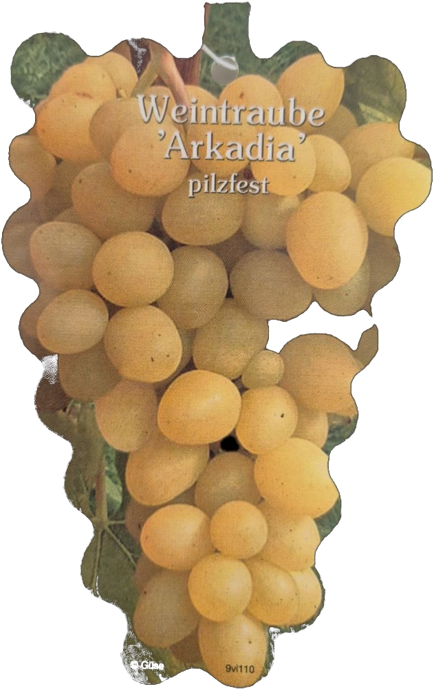 Weintraube 'Arkadia®', kernarm, 4 Liter Topf Cover
