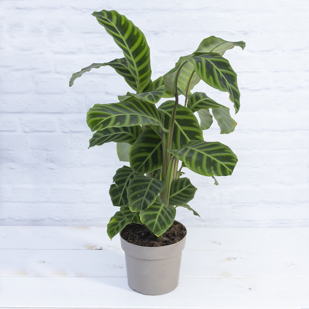 Zebra-Korbmarante 'Calathea Zebrina', 17 cm Topf - Erde - Blumen Risse