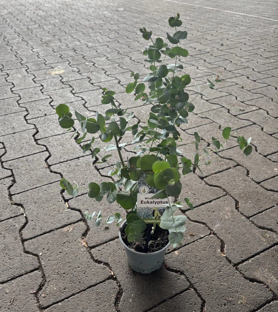 Winterharter Eukalyptus 'Eucalyptus gunnii', 13 cm Topf Cover