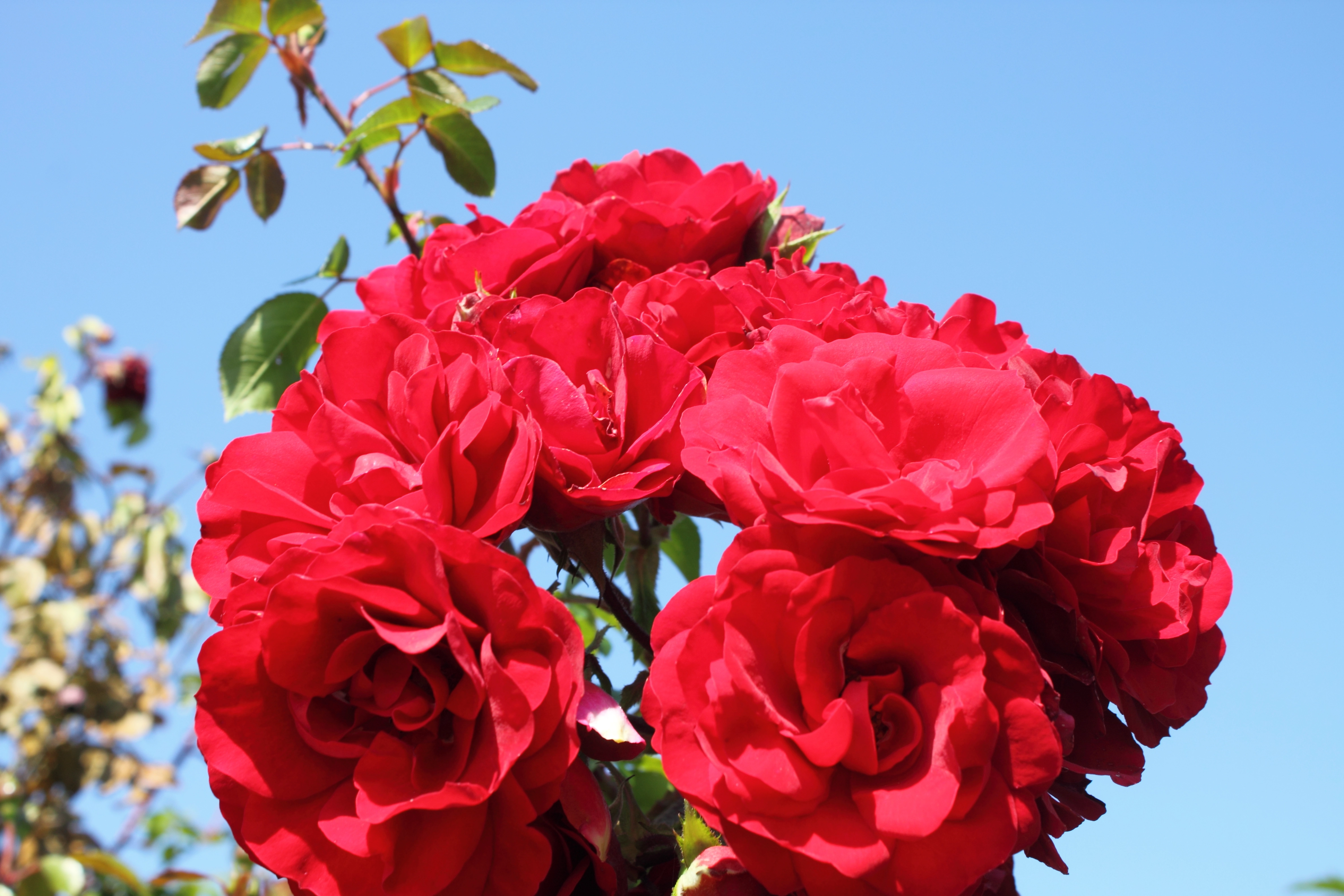 Kletterrose 'Amadeus®', 30 bis 60 cm Höhe, rot Cover