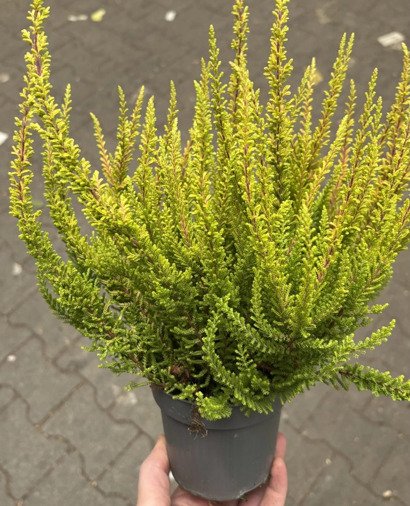Heide 'Calluna', grün, 12 cm Topf Cover