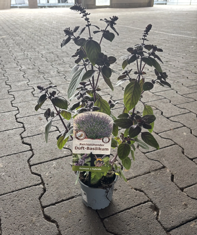 Reichblühender Duft-Basilikum 'Ocimum x hybrida', 13 cm Topf Cover