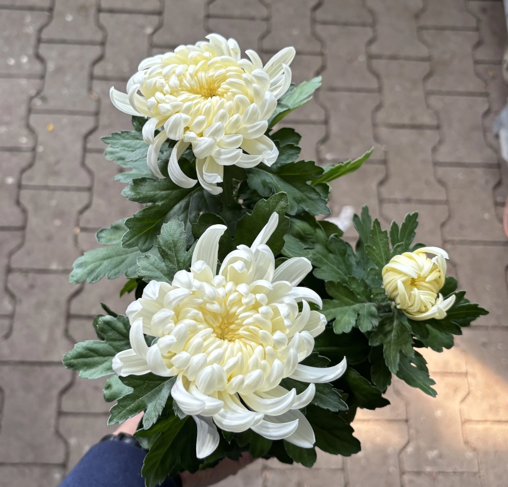 Deko-Chrysantheme, weiß, 12/13 cm Topf - Gallerie Bild 2