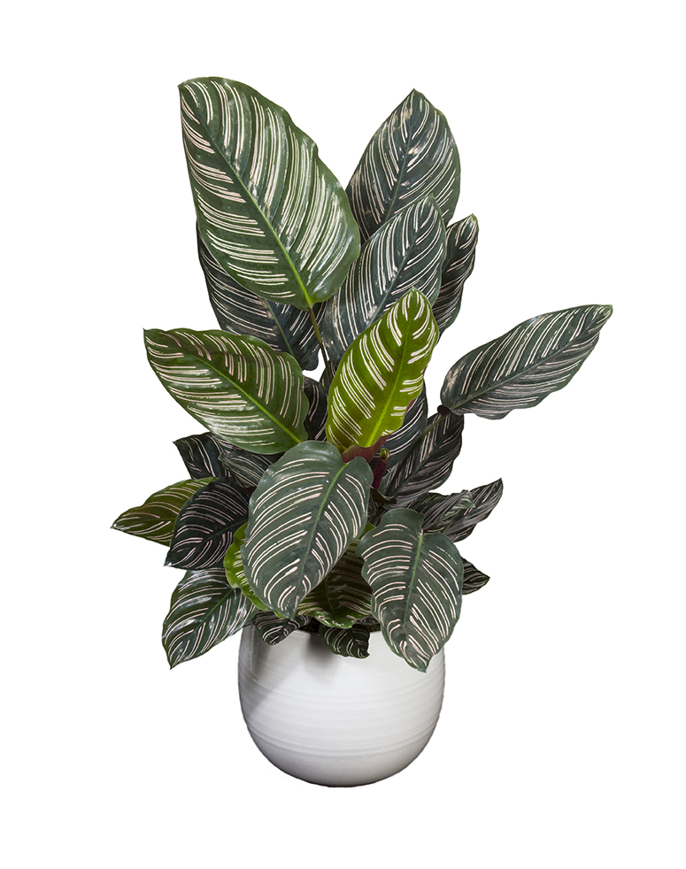 calathea schwarz Calathea Ornata (Korbmarante) – Foliage Dreams