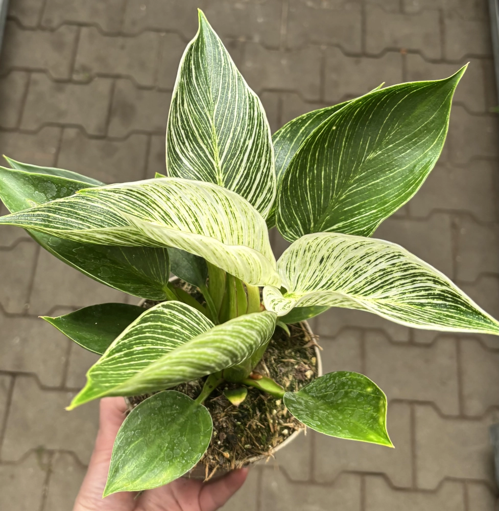 Baumfreund 'Philodendron 'White Measure/Zebra', 13 cm Topf - Gallerie Bild 2