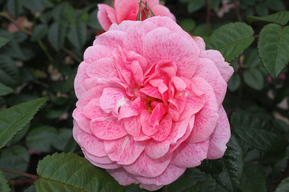 Kletterrose 'Camelot®', 30 bis 60 cm Höhe, rosa Cover