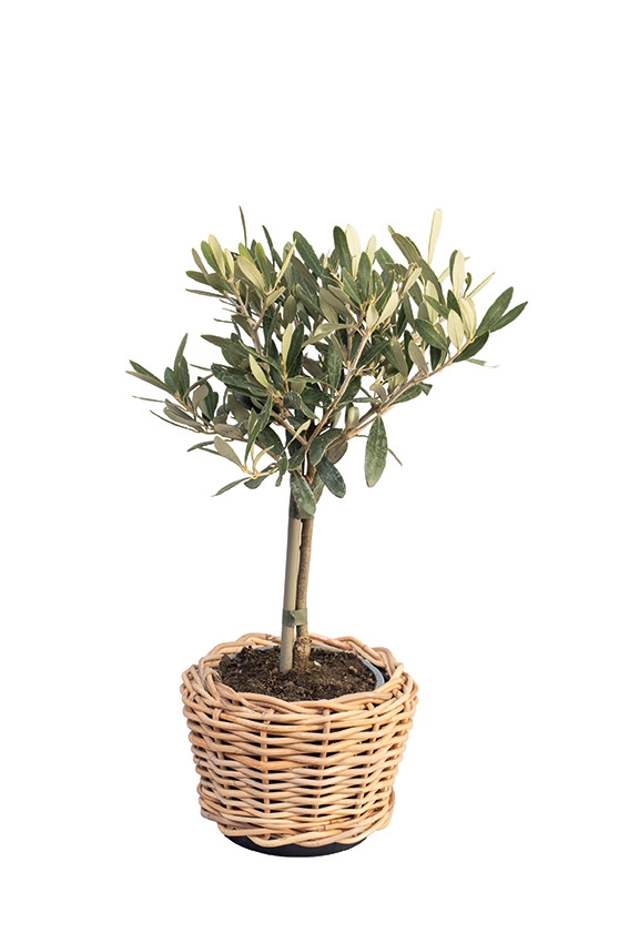 Obstbaum kaufen | Blumen Risse - Blumen Risse
