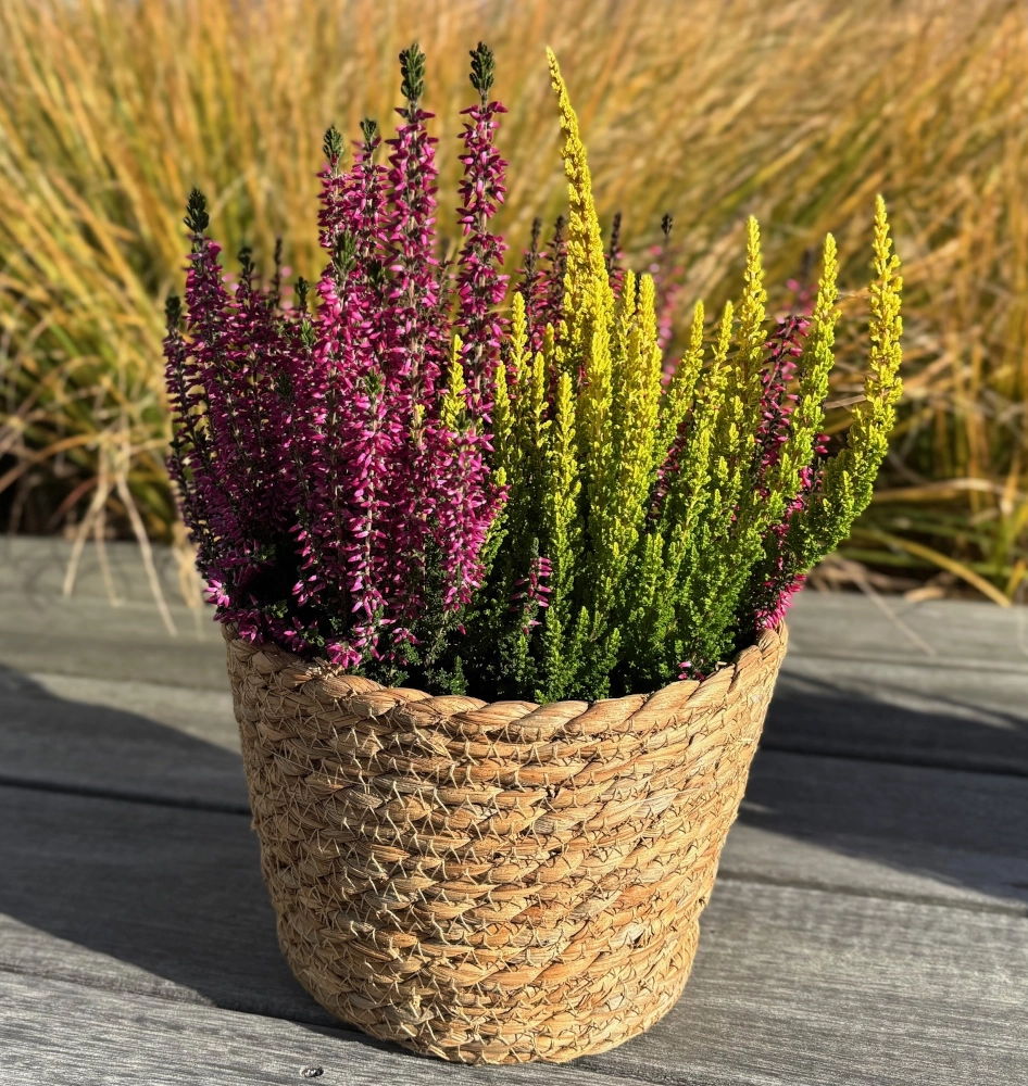 Heide 'Calluna Quattro', 12/13 cm Topf Cover