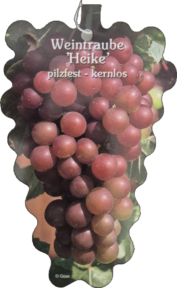 Weintraube 'Heike', kernlos, 4 Liter Topf - Gallerie Bild 1