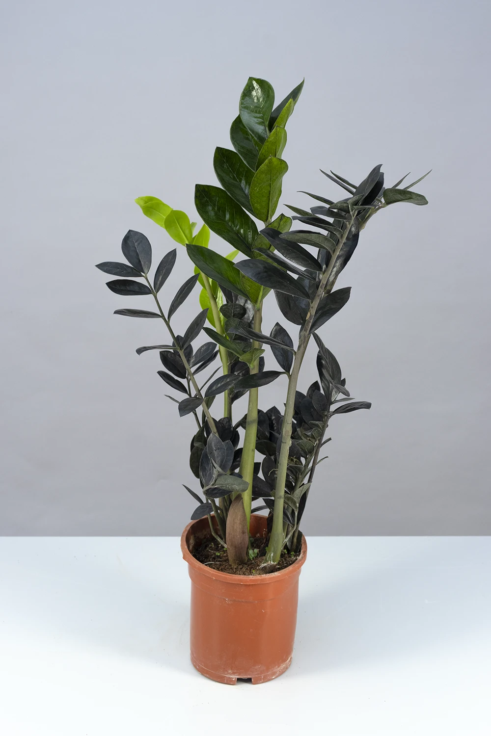 Schwarze Glücksfeder 'Zamioculcas Raven', 17 cm Topf - Gallerie Bild 4