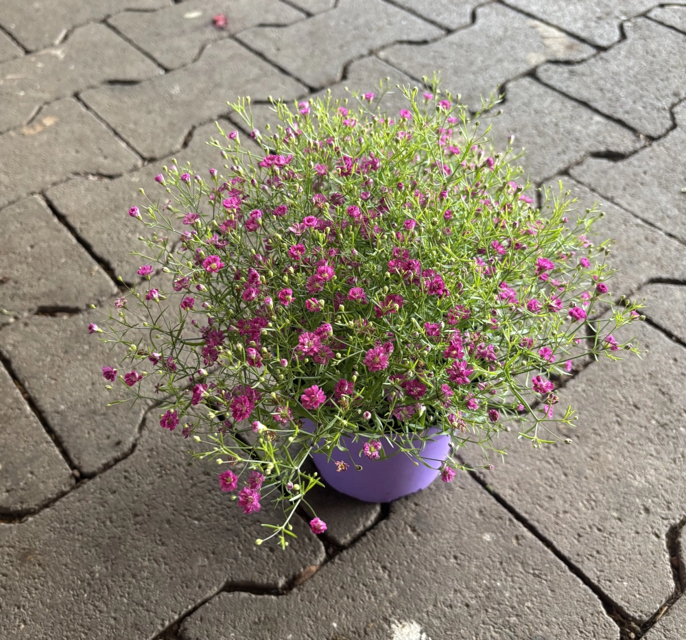 Schleierkraut 'Gypsophila', rosa, 12 cm Topf Cover