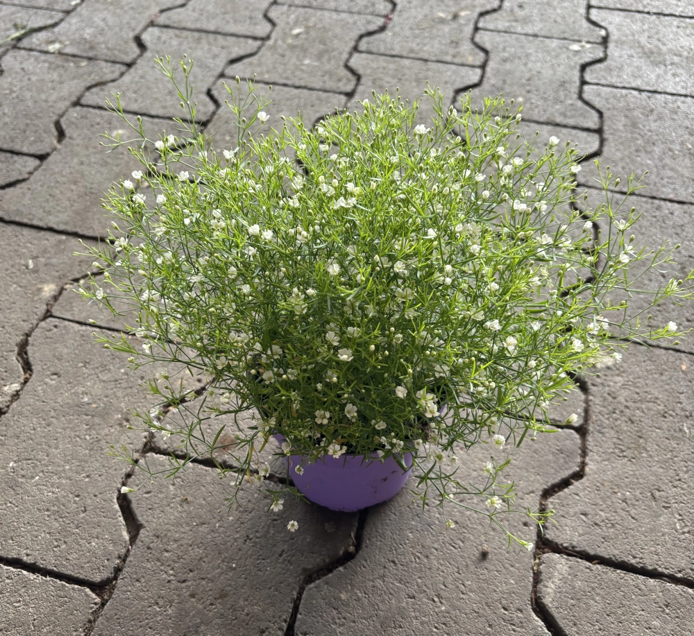 Schleierkraut 'Gypsophila', weiß, 12 cm Topf - Gallerie Bild 1