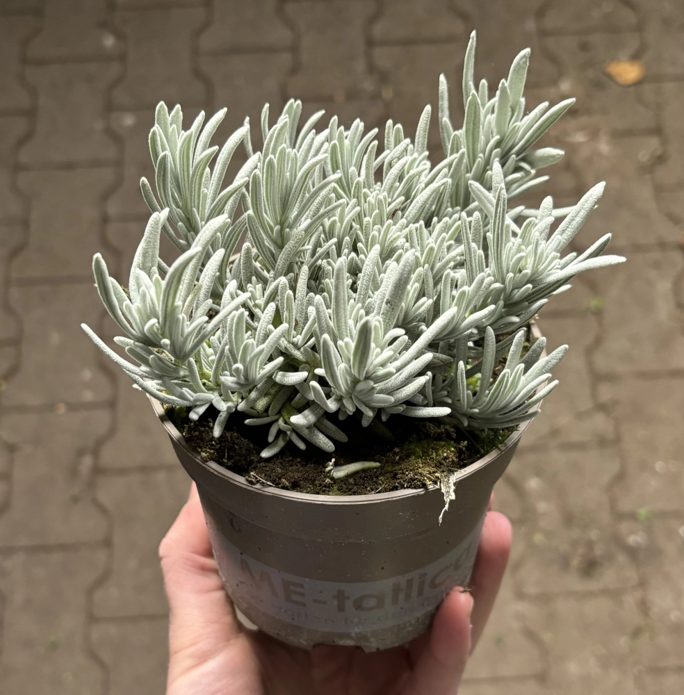 Lavendel 'Grappenhall', 13 cm Topf Cover