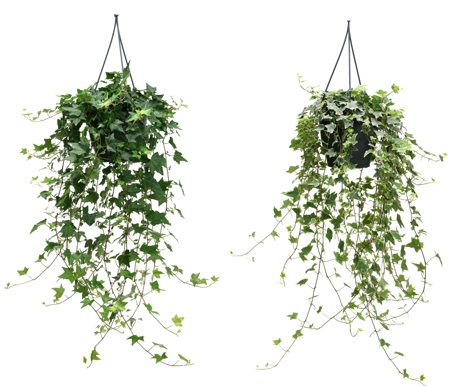 Spezialdnger kaufen - Blumen Risse