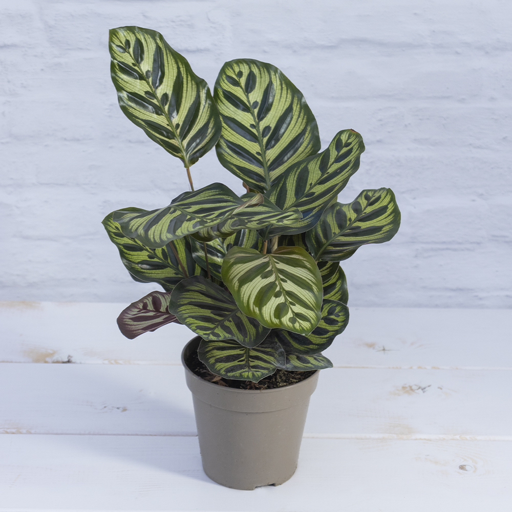 monstera esqueleto kaufen Monstera esqueleto – Plantis main image 0