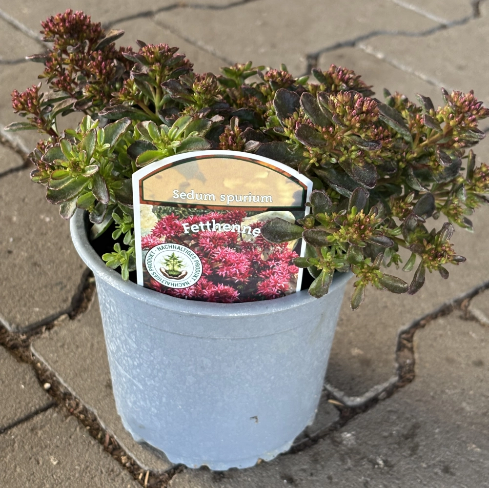 Fetthenne 'Sedum Spurium', rot, 13 cm Topf Cover