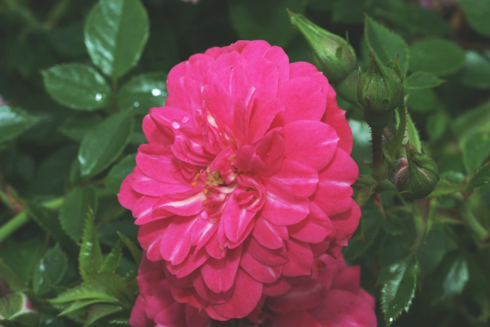 Bodendeckerrose 'Knirps®', 4 Liter Topf, rosa Cover