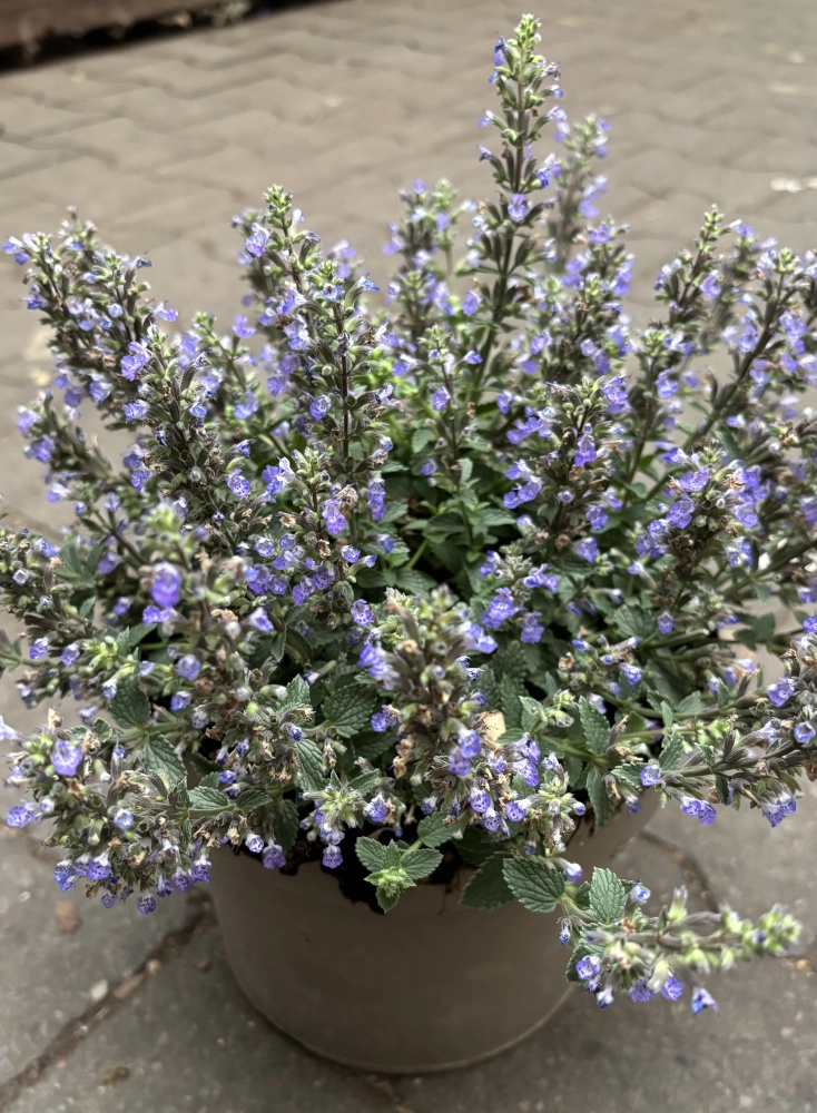 Katzenminze 'Nepeta', violett-blau, 17 cm Topf Cover
