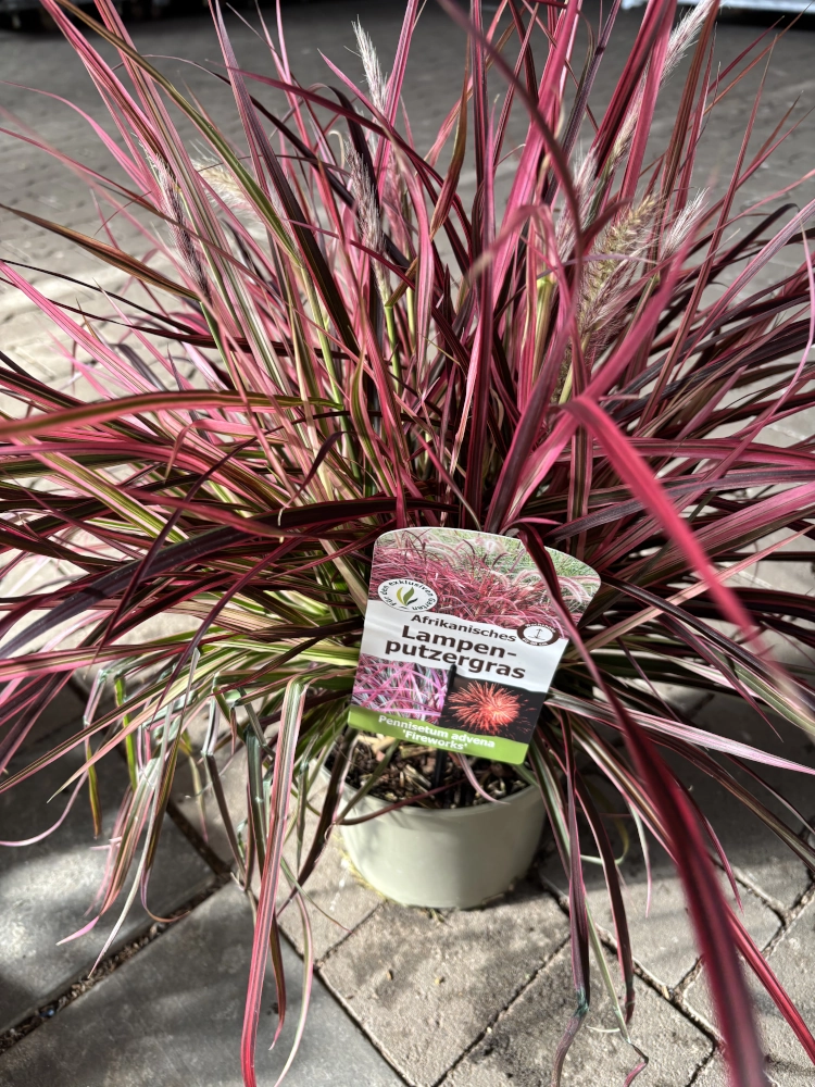 Afrikanisches Lampenputzergras 'Pennisetum Advena Fireworks', 19 cm Topf Cover