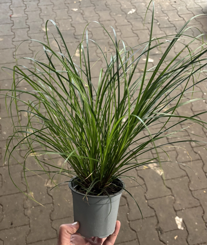 Segge 'Carex', 10 cm Topf Cover