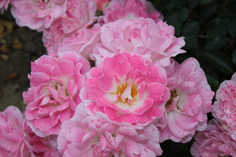 Zwergrose 'Flirt 2011®', 4 Liter Topf, hellrosa Cover