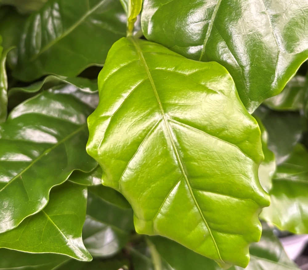 Kaffeepflanze 'Coffea Arabica', 13 cm Topf - Gallerie Bild 3