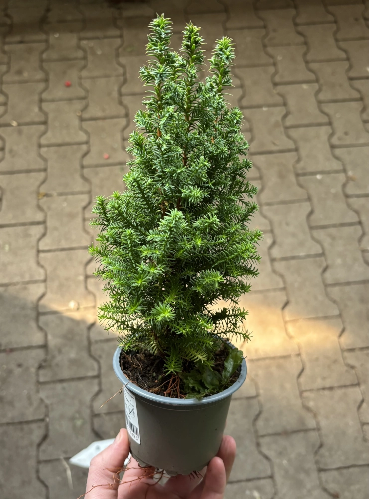 Kegelzypresse 'Chamaecyparis Thyoides Top Point' Cover
