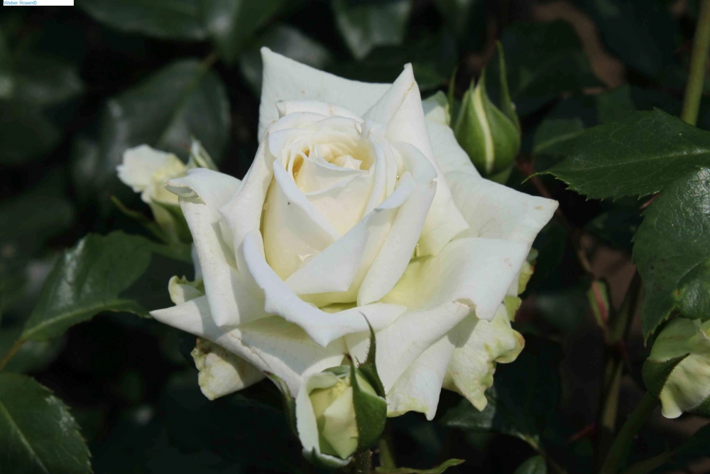 Kletterrose 'Alaska®', 30 bis 60 cm Höhe, weiß Cover